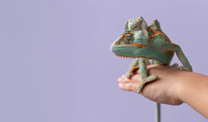 Adoptable Pets - PawrPose